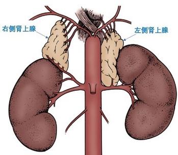 腹腔镜肾上腺肿物切除术